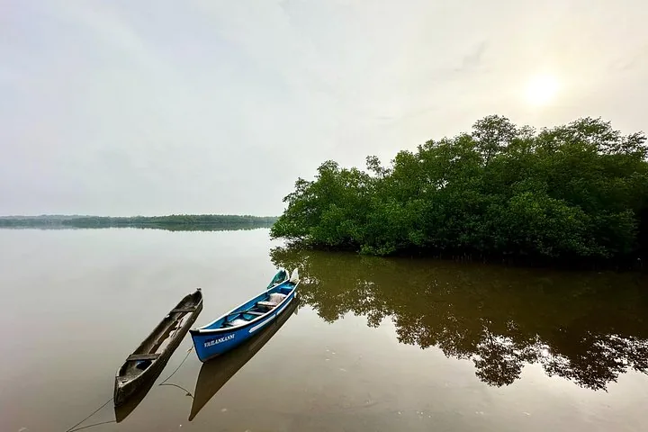 Two small blue boats floating on a calm river next to a mangrove.